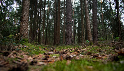 In the woods - Forest walk in the nature reserve on an early morning in spring. 