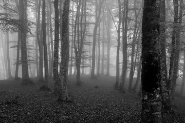 trees in the fog in black and white