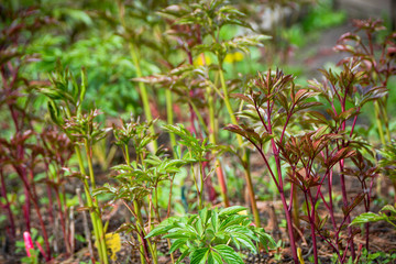 Young peony plant in the garden. Selective focus.