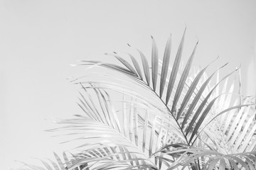 Abstract gray shadow background of palm leaves, black and white monochrome tone