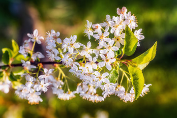 Cherry tree blossoms and leaves in spring