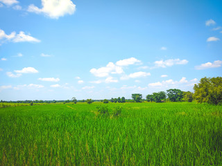 Obraz premium Rice field and blue sky with clouds