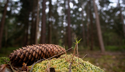Woods walk in the nature reserve on an early morning in spring. 