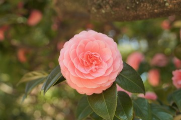 品川神社の椿