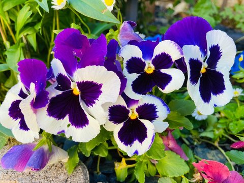 Pansy Flowers In The Garden