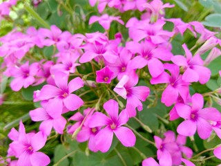 Fototapeta na wymiar Oxalis - Wood sorrels pink flowers in the garden