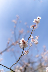 北海道　札幌市で美しく咲く梅の花