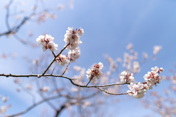 北海道　札幌市で美しく咲く梅の花