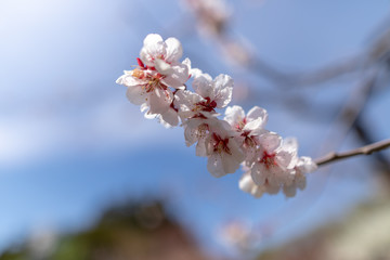 Obraz premium 北海道 札幌市で美しく咲く梅の花