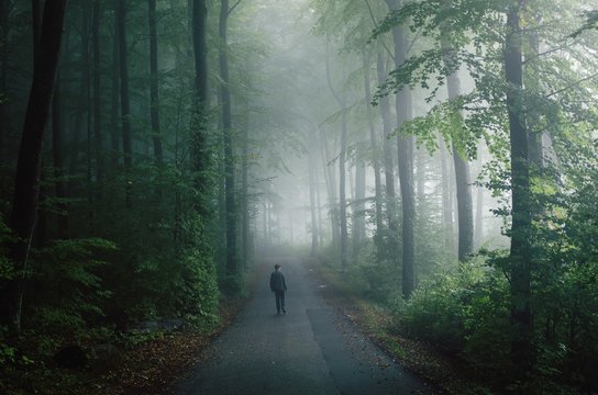 Rear View Of Man Walking On Road Amidst Trees In Forest