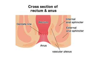 Cross section of rectum and anus / vector illustration - obrazy, fototapety, plakaty
