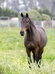 Horse in a ranch at springtime. Half Moon Bay, San Mateo County, California, USA.