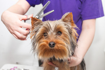 haircut of a small York dog on a light table in a light room with scissors and a clipper