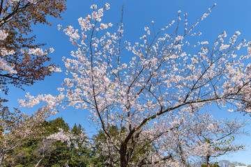 Fototapeta premium 北海道 札幌市で美しく咲く桜の花