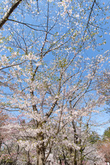 北海道　札幌市で美しく咲く桜の花