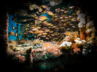 Sea goldies (Pseudanthias squamipinnis) at an  artificial reef at Makadi Bay, Red Sea. These species are also known as the lyretail coralfish, lyretail anthias, and scalefin anthias,  © Dan