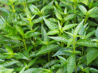 King of bitters scientific name Andrographis paniculata Burm, Wall. Ex Nees, Fah Talai jhon, Thai...