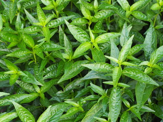 King of bitters scientific name Andrographis paniculata Burm, Wall. Ex Nees, Fah Talai jhon, Thai...