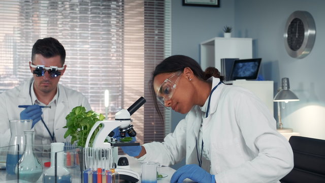 In modern research laboratory black female scientist looking at organic material under microscope while her collegue working in magnifying eyeglasses.