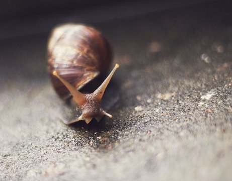 Close-up Of Snail On Street