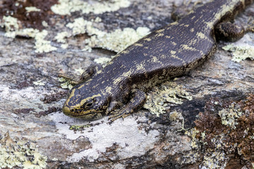 Lizard at Orokonui ecosanctuary in New Zealand.