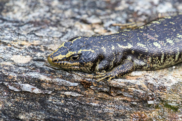 Lizard at Orokonui ecosanctuary in New Zealand.