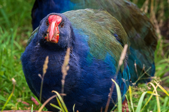 Takahe at Orokonui ecosanctuary in New Zealand