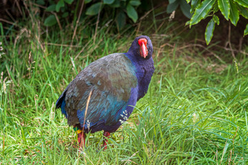 Takahe at Orokonui ecosanctuary in New Zealand