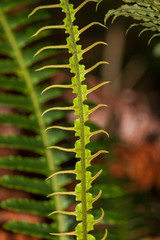 Young fern leaf in forest. New Zealand.