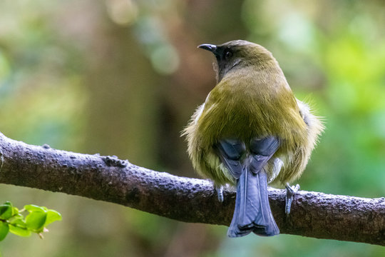 Bellbird at Orokonui ecosanctuary in New Zealand.