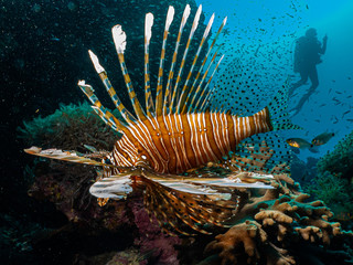 Amazing picture of a lionfish (Pterois) at a Red Sea coral reef with the silhouette of a scuba diver in the background  © Dan