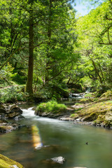 Fototapeta na wymiar 春の渓流と滝