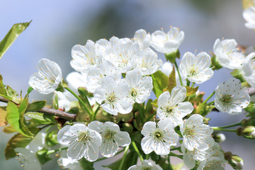 Flowering apple trees in the warm spring.