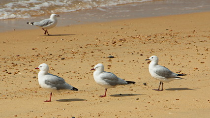 Seagulls on Coquille Bay at Coastal track near Marahau,Tasman Bay in Abel Tasman National Park,Tasman Region on South Island of New Zealand 
