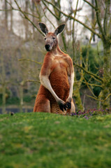 standing kangaroo