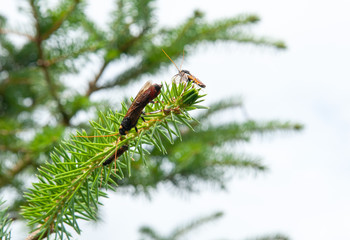 Giant Wood Wasp or horntail