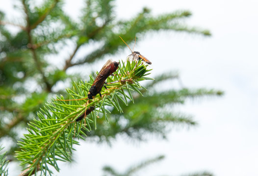 Giant Wood Wasp or horntail