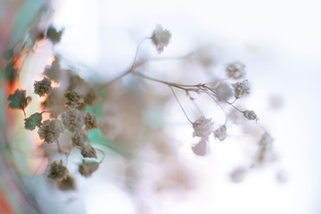 plants flowers and beautiful background