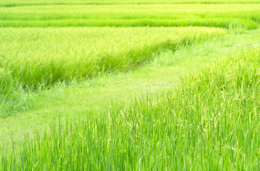 Walkway between rice fields with yellow day light