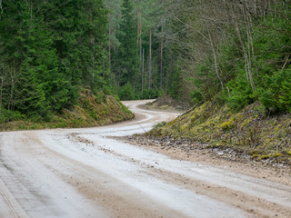 landscape with a spruce forest