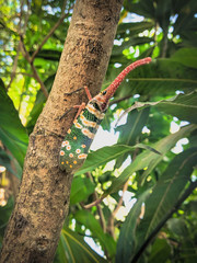 green bug on a branch