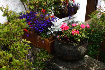 colorful garden plants and mixed flowers in pots and containers