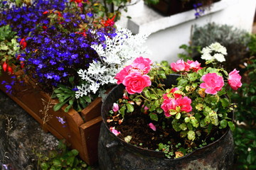 colorful garden plants and mixed flowers in pots and containers, closeup