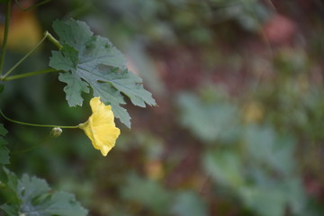 Yellow Flower with Nature