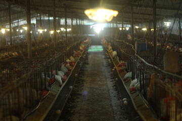 Hen cages