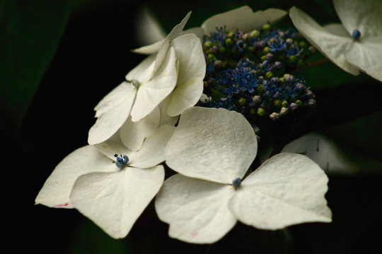 white hydrangea petals closeup in garden