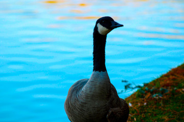Canadian migratory geese swimming in the river at sunset