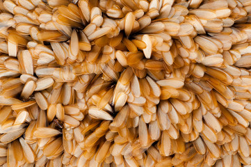 Pest with abstract seamless pattern wing of insect.