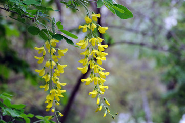 yellow acacia flowers on a tree. acacia bloom in spring