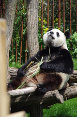 giant panda eating bamboo